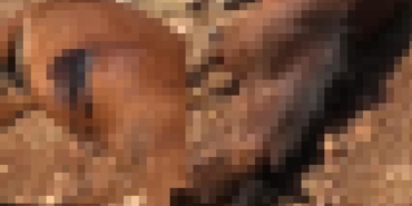 batmanda-vahset-silahla-oldurulmus-7-at-bulundu-ds7p.jpg