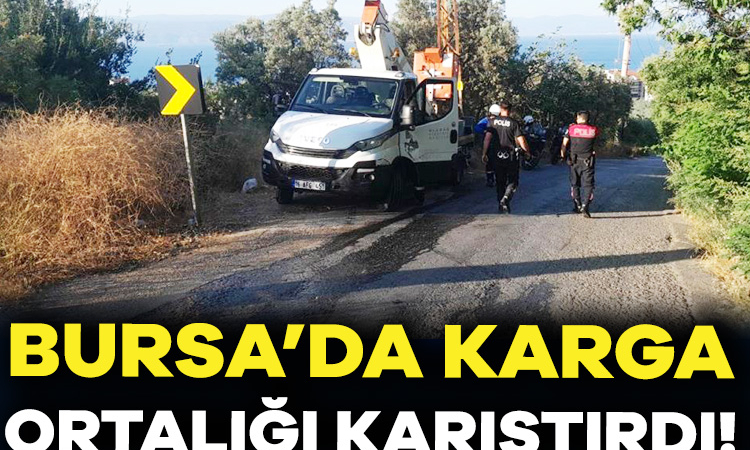 Bursa’da Karga Yangın Çıkardı, İlginç Olay!