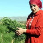 cografi-isaret-bayburt-tarhununa-ihracat-yolunu-acti-vcxl.jpg