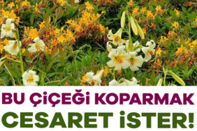 908168-bu-cicegi-koparmak-cesaret-ister-cezasi-buyuk-6865685d8f970.jpg