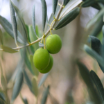 zeytin-agaclari-tasinabilecek-enerji-ve-maden-alanlarina-yonelik-duzenlemeleri-de-iceren-tartismali.jpeg