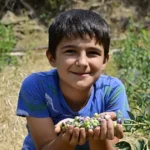 izmir-odemis-te-ilk-mavi-yemis-hasadi-1754045434-626_large.webp.webp