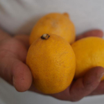 pazarin-zam-sampiyonu-limon-oldu-bundan-sonra-dugunlerde-takilacak-sb55.jpg