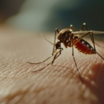 1832140-cin-de-gorulen-chikungunya-virusu-nedir-nasil-bulasir-belirtileri-nelerdir-chikungunya-turki.jpeg