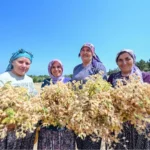 atalik-tohumlar-gelecege-tasiniyor-1754632981-128_large.webp.webp
