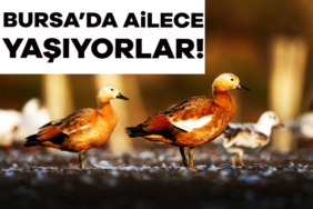 914743-bursa-da-ailece-yasayan-ordekler-gorenleri-sasirtti-689c4d5cb58f4.jpg