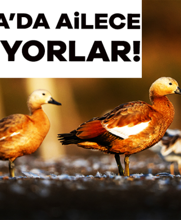 914743-bursa-da-ailece-yasayan-ordekler-gorenleri-sasirtti-689c4d5cb58f4.jpg