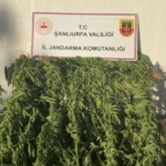 1838382-jandarmadan-uyusturucu-operasyonu-68ac5e16d851c.jpg