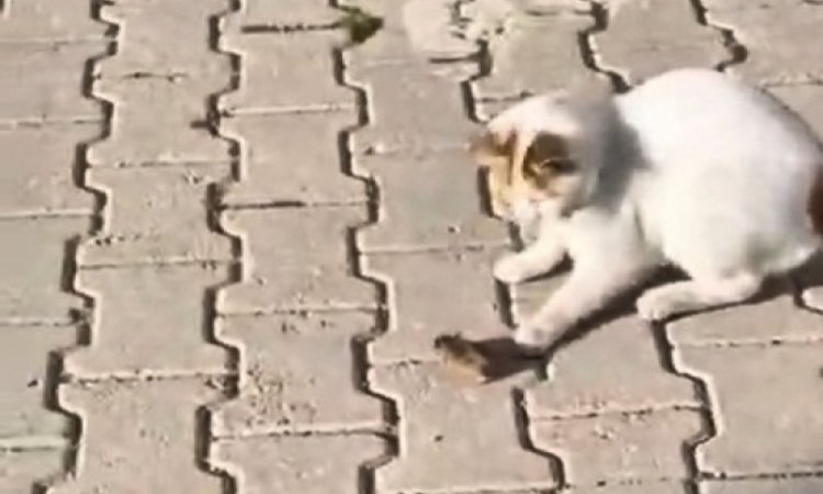 Kedinin Fareyle Eğlenceli Oyunu Kamerada!