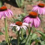 Eskişehir’de Bin TL’lik Sağlık Bitkisi Yetişiyor!