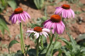 Eskişehir’de Bin TL’lik Sağlık Bitkisi Yetişiyor!