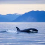 Balinalarda Ölümcül Virüs Belirlendi!