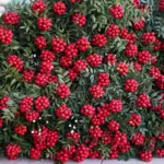 Kokina Yılbaşı İçin 500 TL’den Satışta!