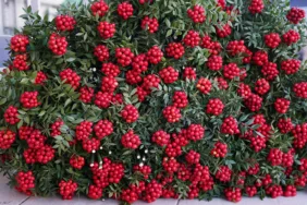 Kokina Yılbaşı İçin 500 TL’den Satışta!