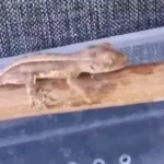 Burdur’da Yasaklı Yaban Hayvanları Ele Geçirildi!