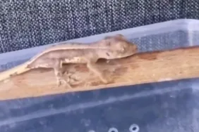 Burdur’da Yasaklı Yaban Hayvanları Ele Geçirildi!