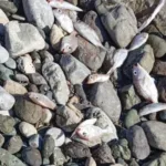 Datça’da Kıyıya Vuran Ölü Balıklar Şaşırttı!