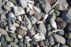 Datça’da Kıyıya Vuran Ölü Balıklar Şaşırttı!