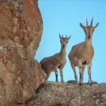 Yaban keçisi avlayan şahsa 966 bin lira ceza!