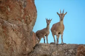 Yaban keçisi avlayan şahsa 966 bin lira ceza!
