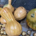 Bal Kabağı: Şifa Kaynağı ve Pazarda Büyük İlgi!