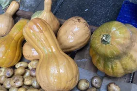 Bal Kabağı: Şifa Kaynağı ve Pazarda Büyük İlgi!