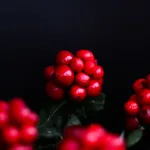 Kokina Çiçeğine Yoğun İlgi: 300 TL’den Satılıyor!