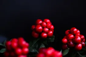 Kokina Çiçeğine Yoğun İlgi: 300 TL’den Satılıyor!