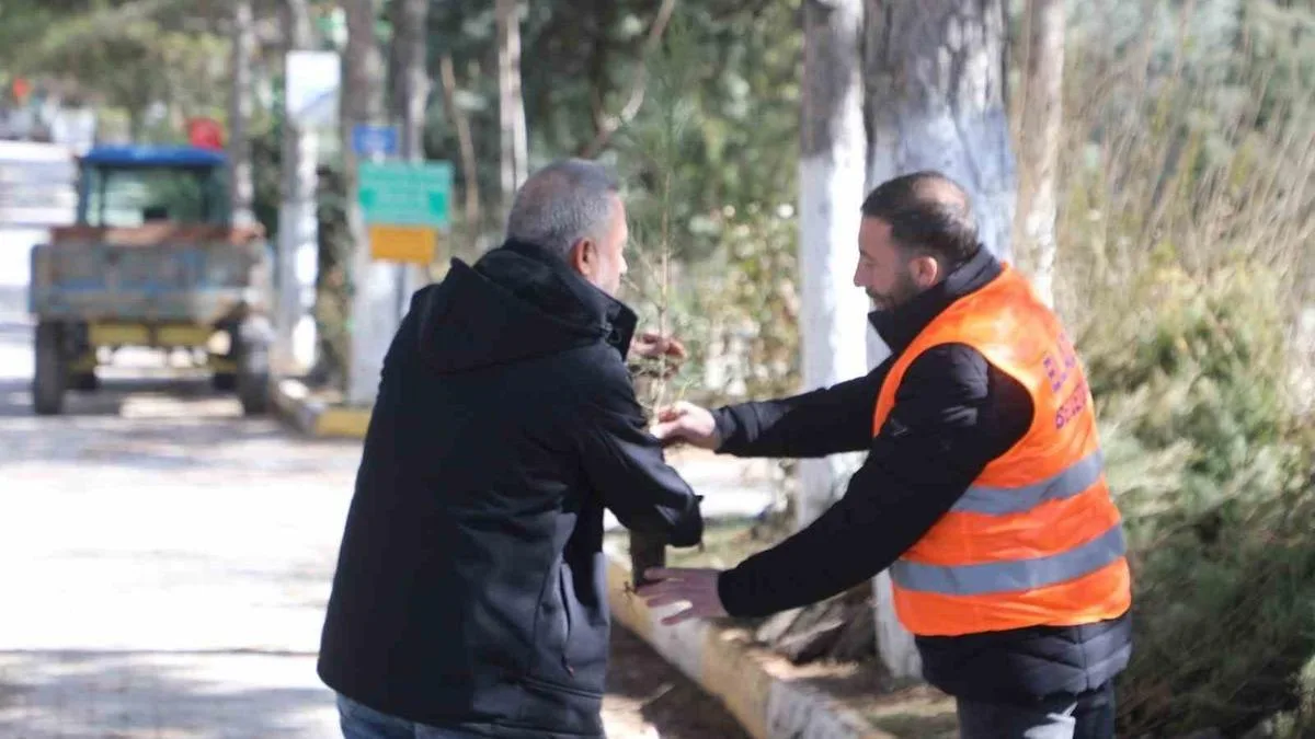Elazığ’da Ücretsiz Çam Fidanı Dağıtımı Başladı!
