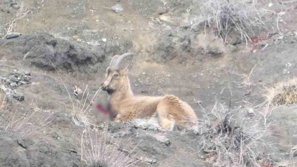 Kaçak Avcılar Yaban Keçisini Yaraladı!