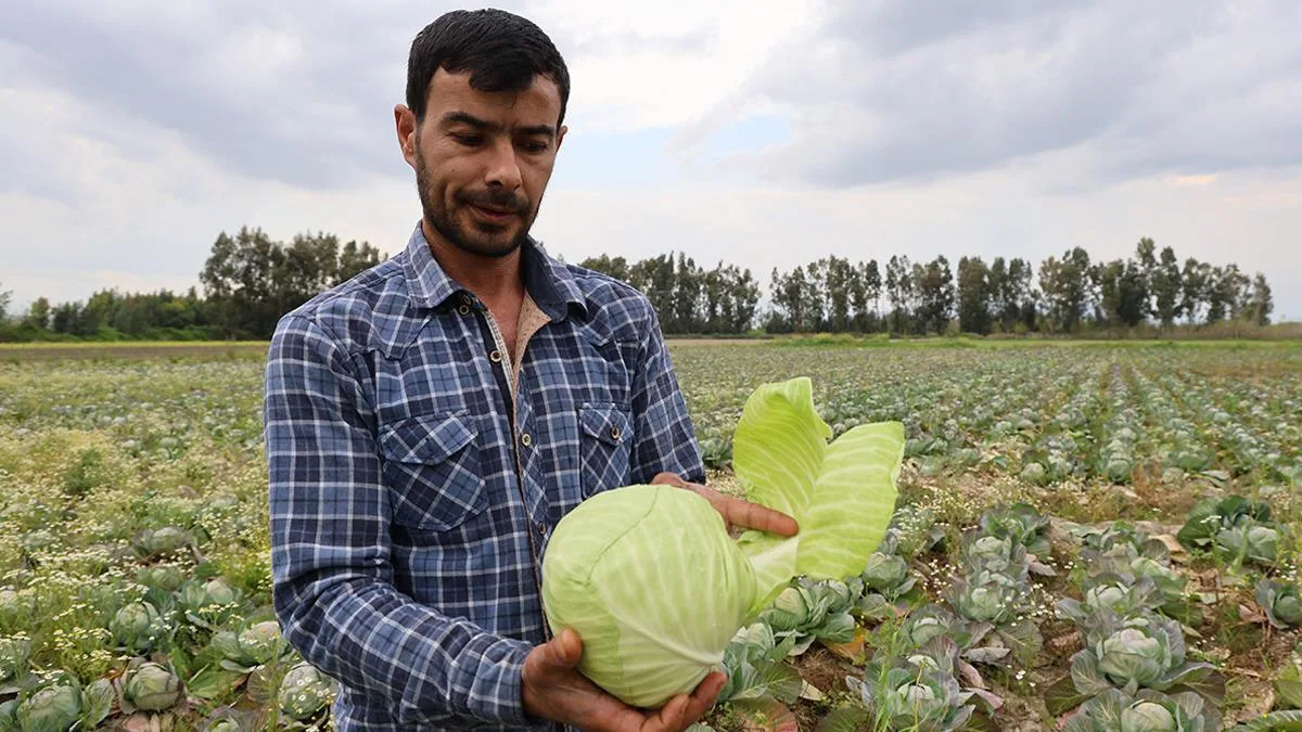 Yağmura Rağmen Lahana Kuşağı! Vatandaşlar Akın Etti