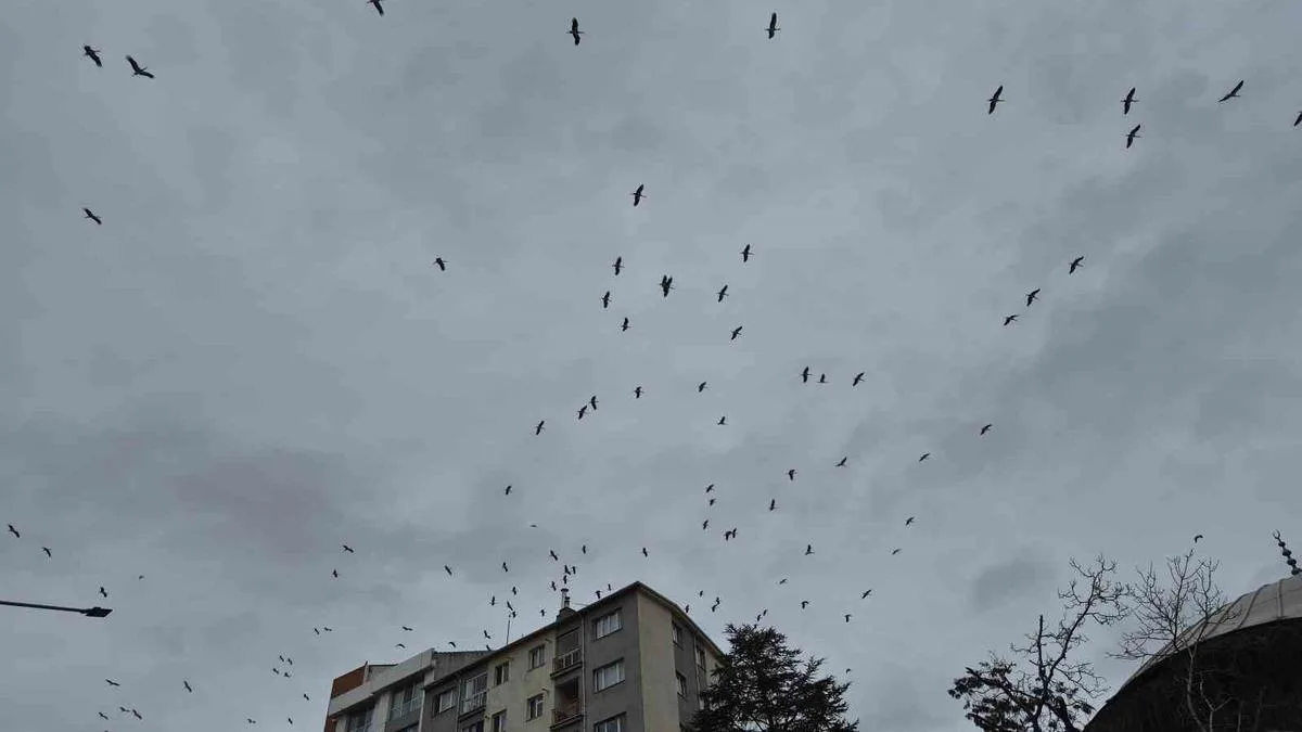 Leyleklerin Bahar Göçü Eskişehir’de Görüntülendi!