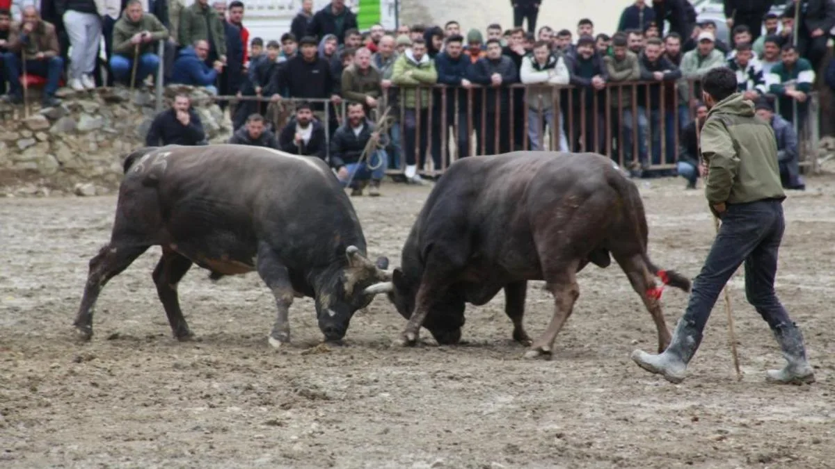 Artvin Boğa Güreşleri Sezonu Coşkuyla Başladı!