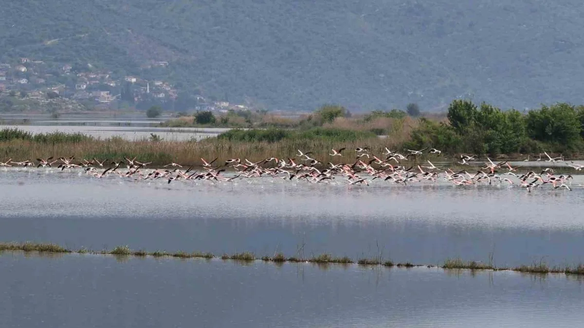 Flamingolar Taşkın Tarlalarda Görsel Şölen Sunuyor