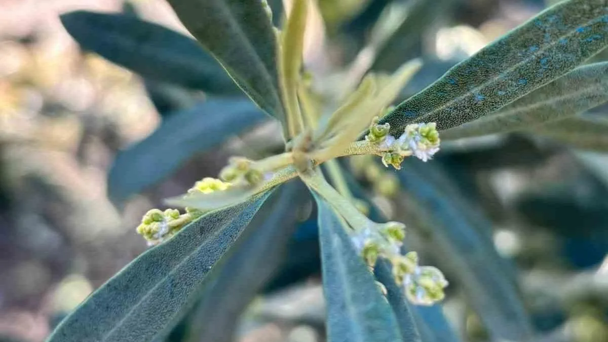 Zeytin Üreticilerine Pamuklu Biti Uyarısı!