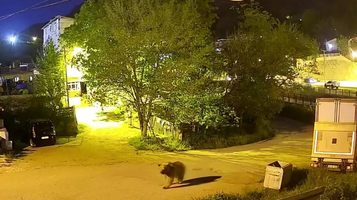 Kent Merkezinde Yiyecek Arayan Ayı Panik Yarattı!