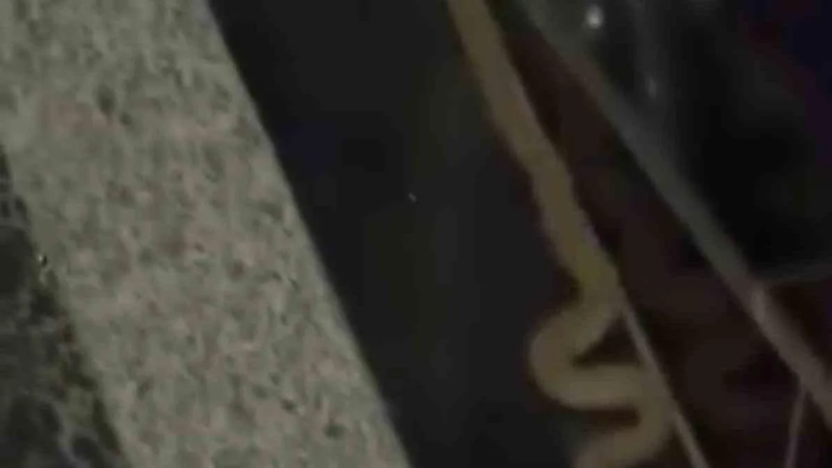 Yılan Binasında Korku Dolu Anlar!