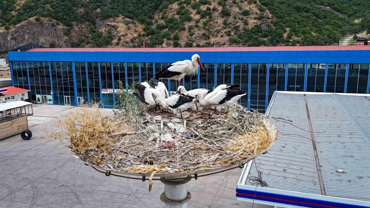 Leylekler Kızılcahamam’da Baharı Karşılıyor!