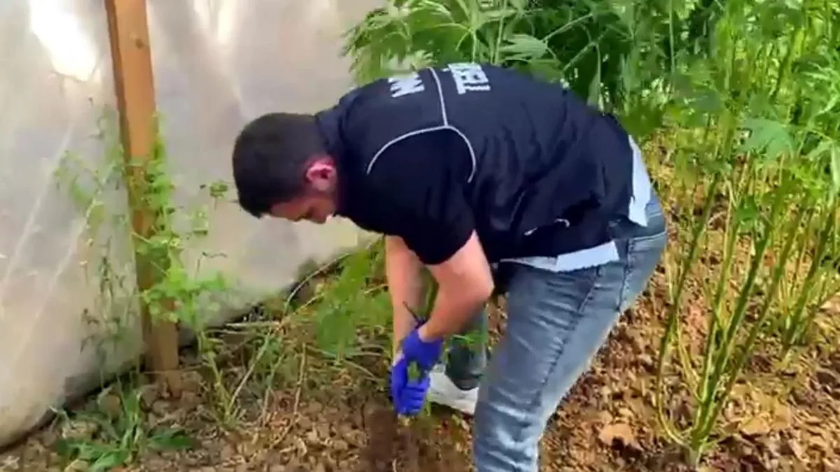 Bağ Evinde Yetiştirilen Uyuşturucuya Operasyon