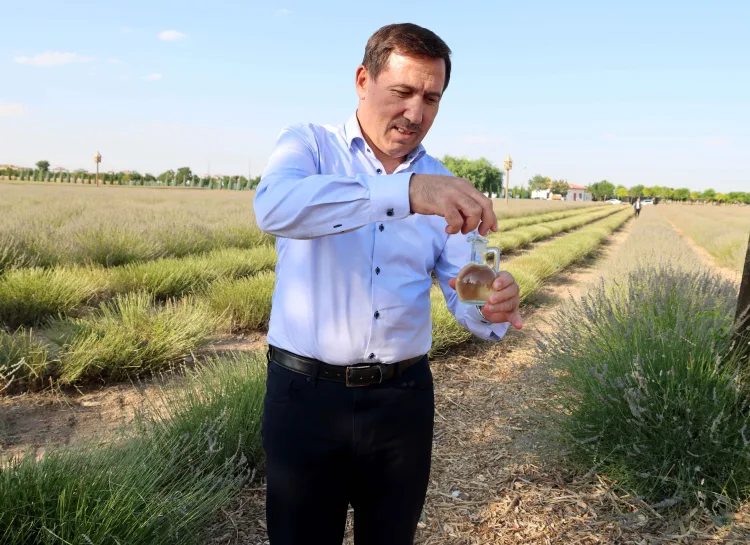 Karatay Lavanta Bahçesi’nde Hasat Dönemi Başladı!
