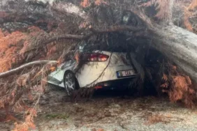 Mudanya&amp;#8217;da şiddetli yağışta devrilen ağaç felakete yol açtı!